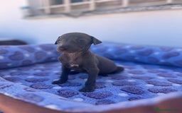 Whippet perros en venta: Whippet blue  - Imagen 38