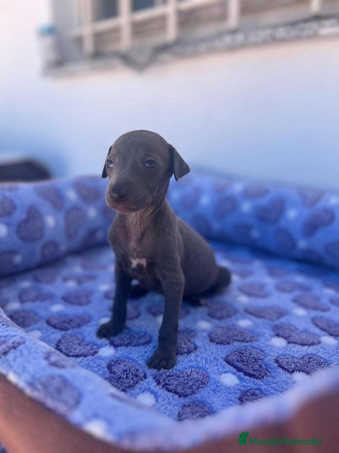 Whippet perros en venta: Whippet blue  - Imagen 38