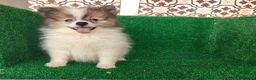 Pomerania perros en venta: Pomerania  - Anuncio 2