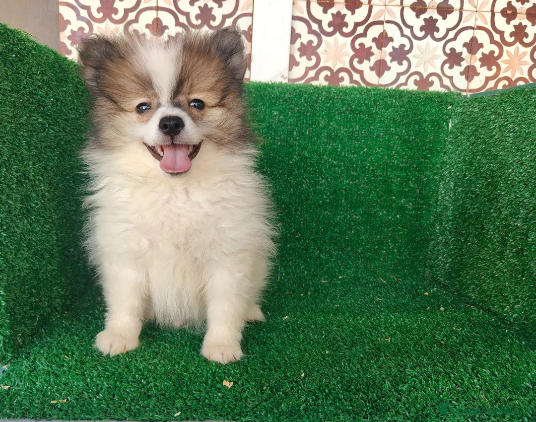 Pomerania perros en venta: Pomerania  - Anuncio 2