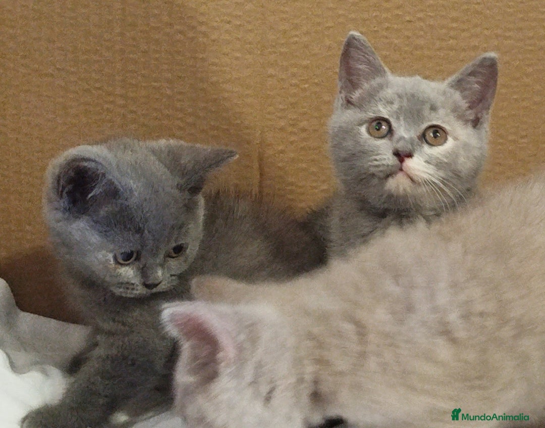 Británico de Pelo Corto Azul gatos en venta: British Shorthair  - Imagen 5