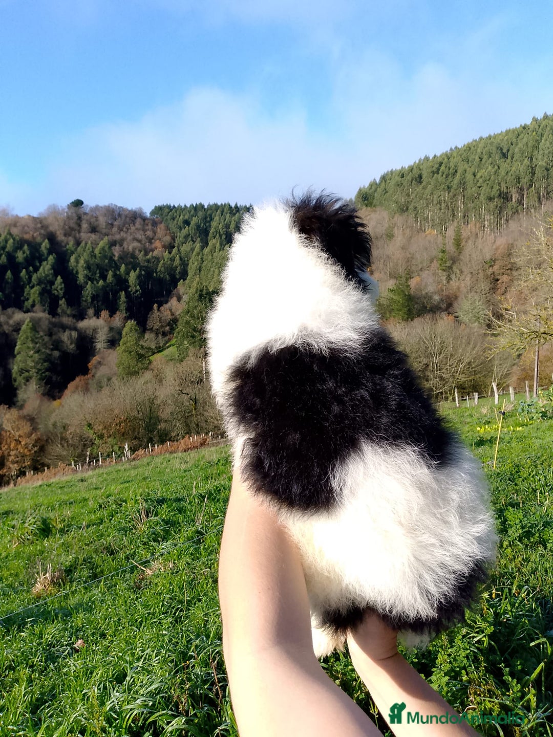 Caniche Toy perros en venta: Cachorros caniche toy  - Anuncio 4