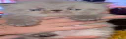 Persa gatos en venta: GATOS PERSAS/HIMALAYOS - Anuncio 1