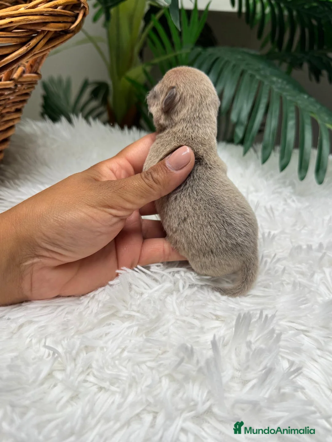 Chihuahua perros en venta: CHIHUAHUA HEMBRA - Anuncio 2