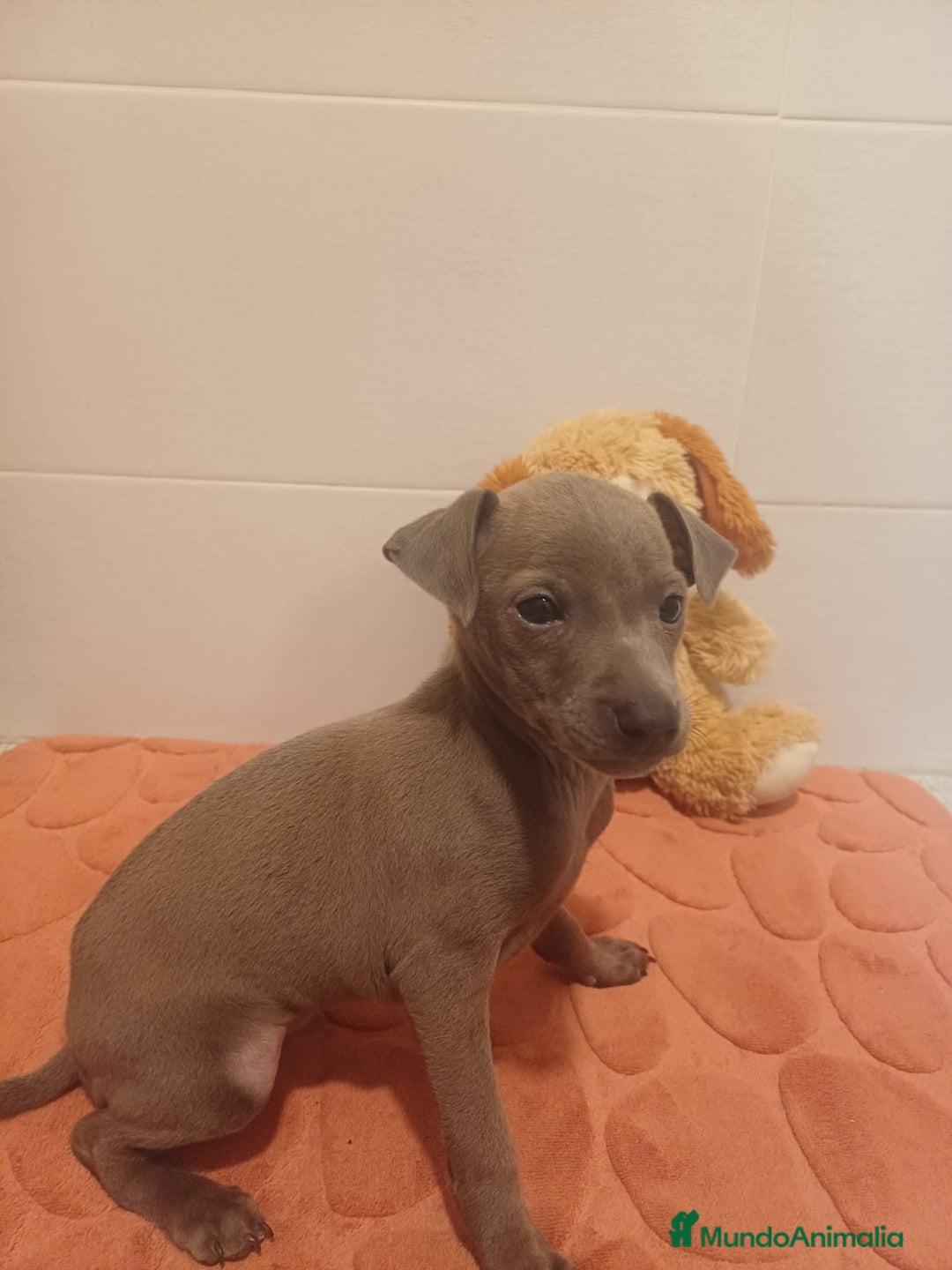 Pequeño Lebrel Italiano perros en venta: Lebrel italiano  - Anuncio 4