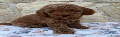 Caniche Toy 3