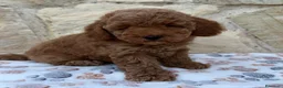 Caniche Toy perros en venta: Caniche toy - Anuncio 14