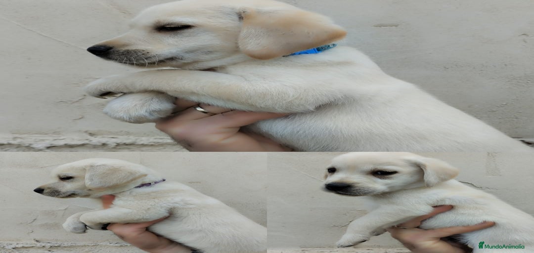 Imagen de galería {{count}}