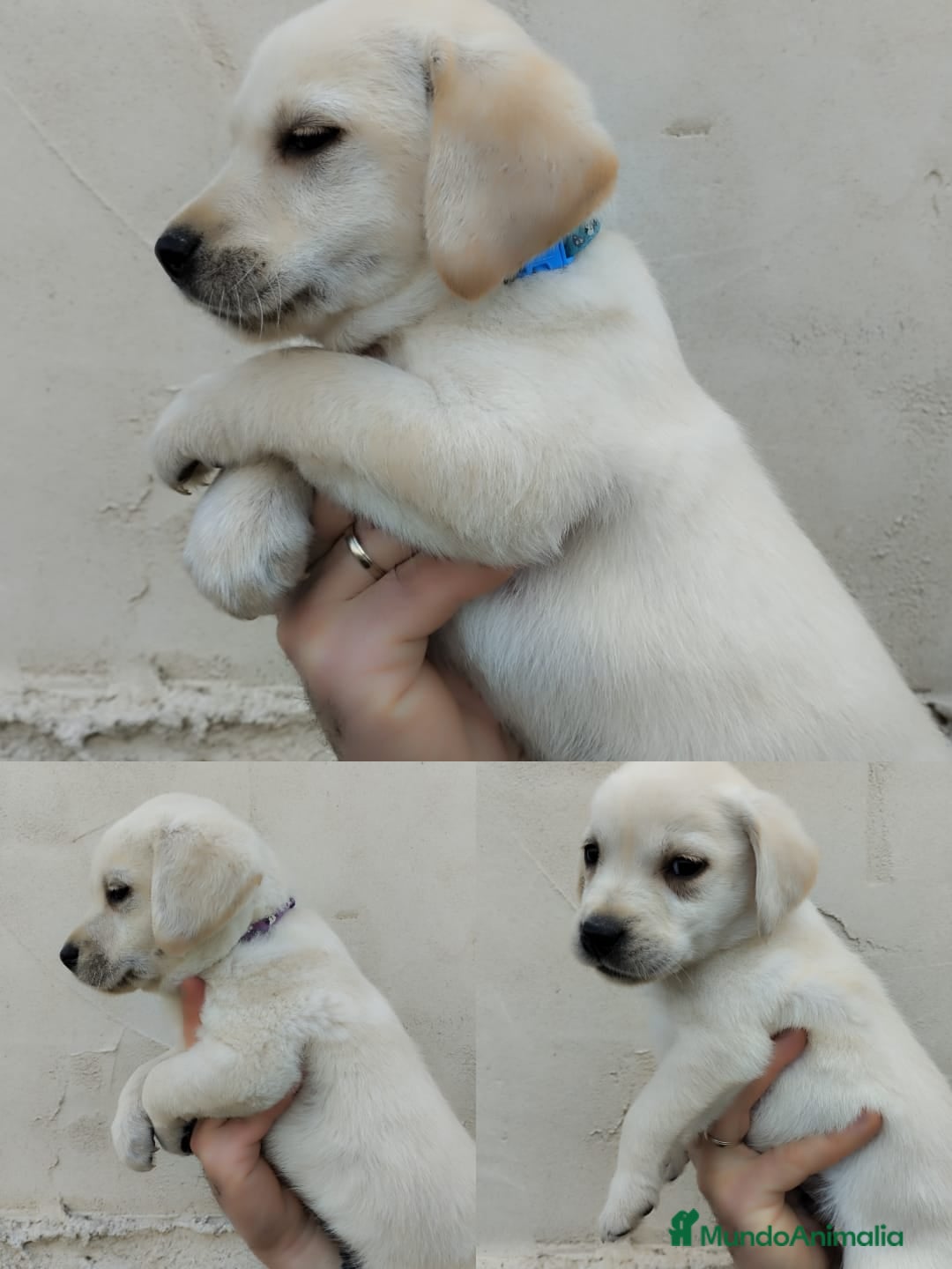 Imagen de galería {{count}}