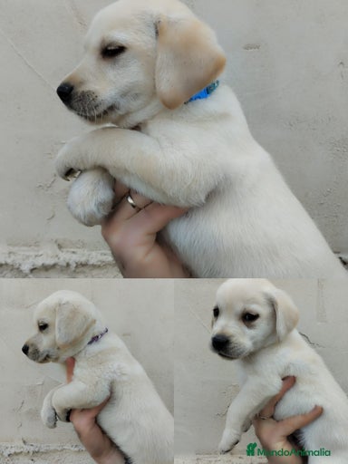 Imagen de galería {{count}}