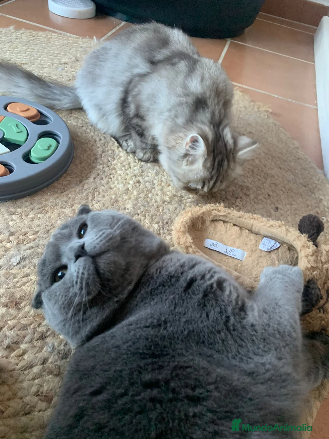 Imagen de galería {{count}}