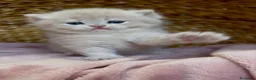 Británico de Pelo Corto gatos en venta: Camada F2 de British Shorthair Golden - Anuncio 37