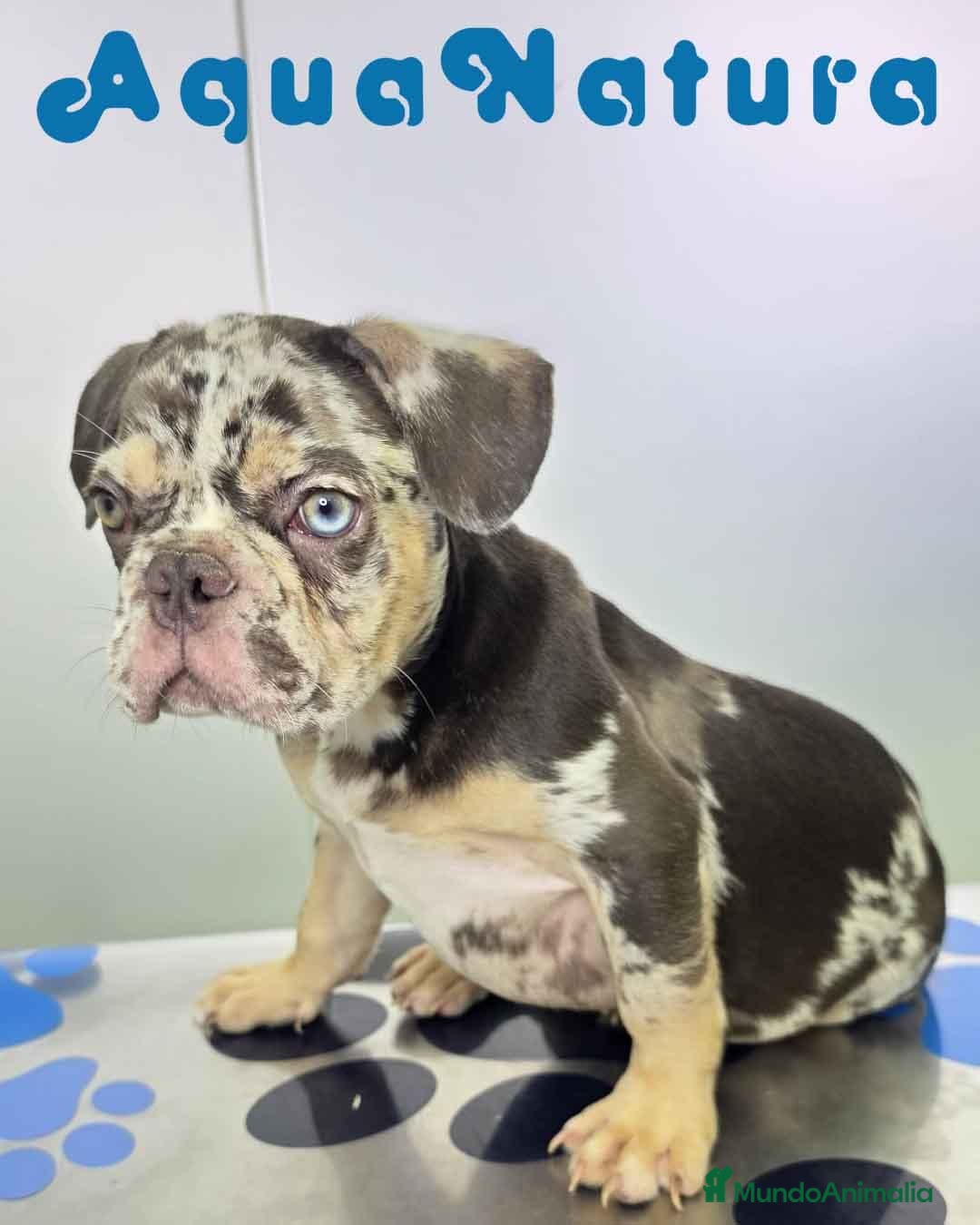 Bulldog Francés perros Bulldog Frances Macho (ref 9811) - Anuncio 2