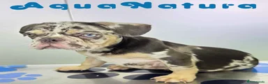 Bulldog Francés