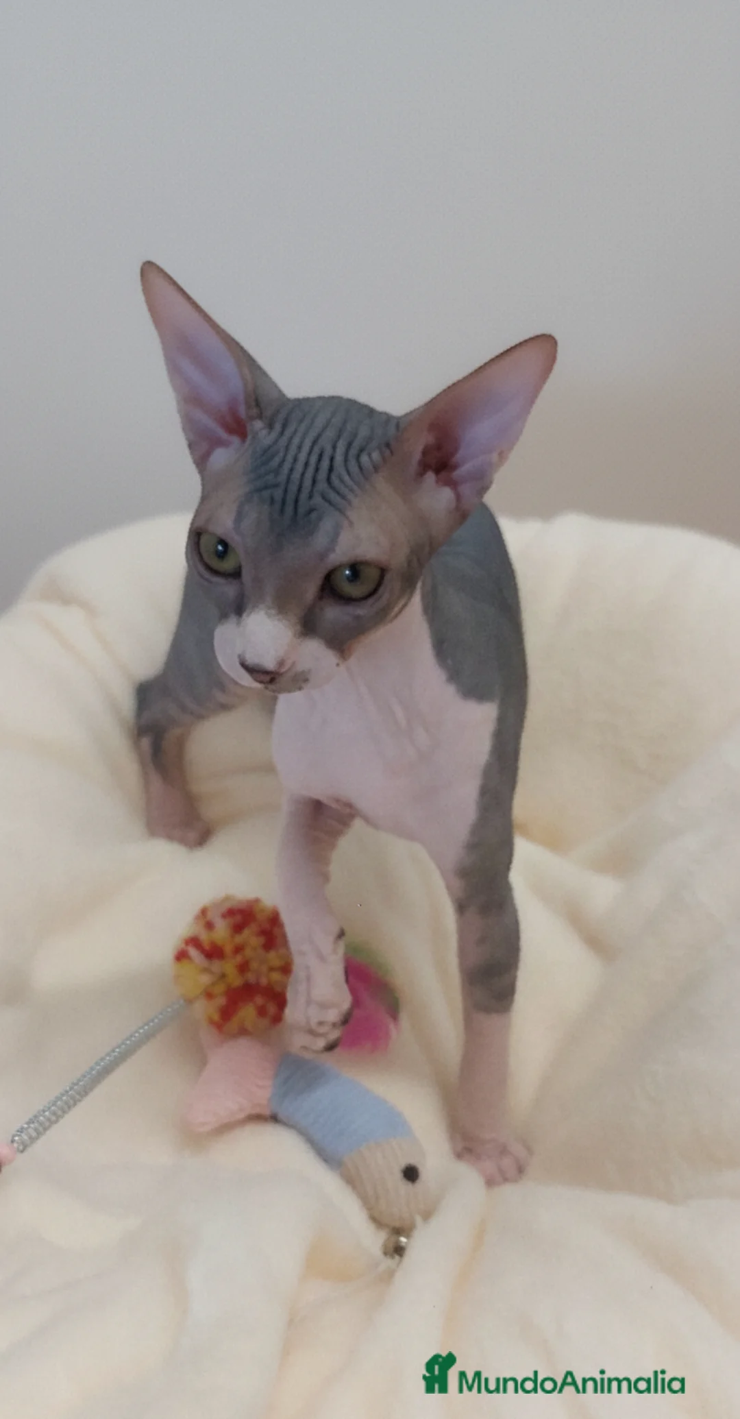 Sphynx gatos en venta: Precioso machito bicolor tabby  - Anuncio 6