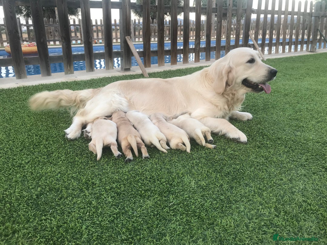Golden Retriever perros en venta: Cachorros golden con pedigree  - Anuncio 10