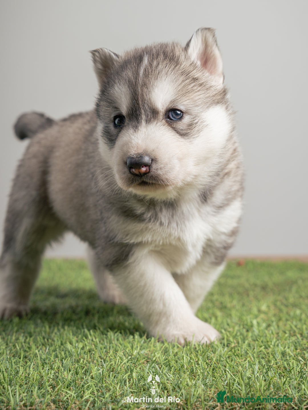 Husky Siberiano perros en venta: IDEAL CAMADA HUSKY - Anuncio 9
