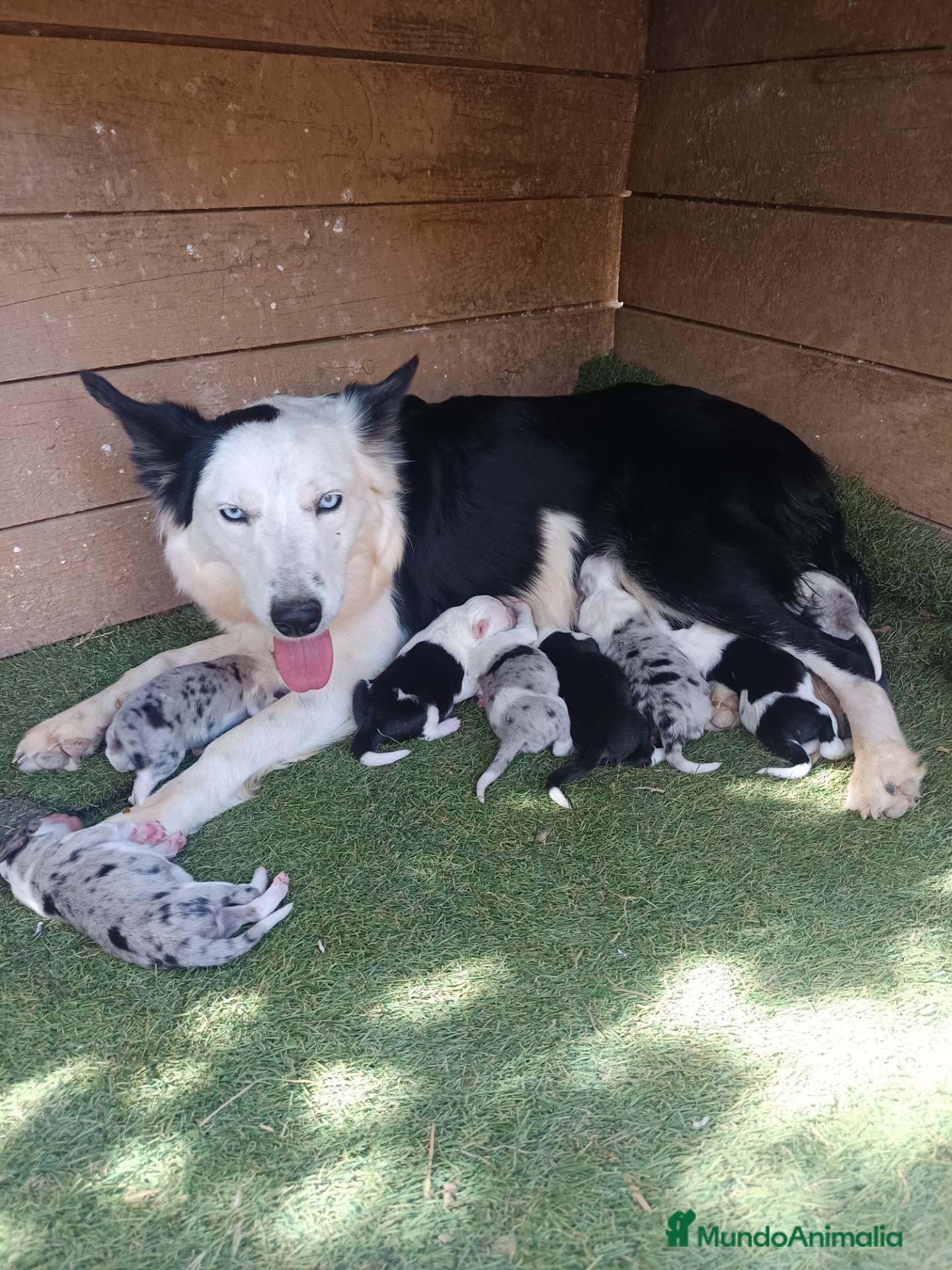Border Collie perros Border collie  - Anuncio 1