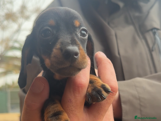 Teckel perros TECKEL KANINCHEN @TECKELDELPALMERAL - Anuncio 20