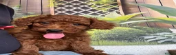 Caniche Toy perros en venta: Caniches en Caraby Benidorm  - Anuncio 4