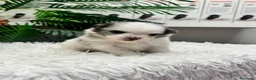 Pomerania perros en venta: POMERANIA - Anuncio 3