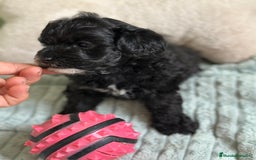Maltipoo perros en venta: MLTIPOO HEMBRA TOY NEGRA - Imagen 4