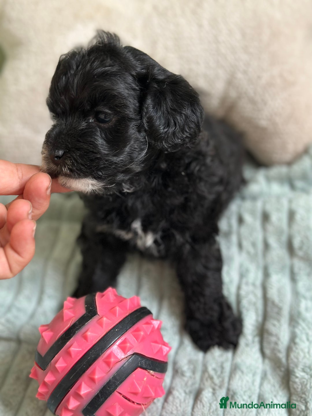 Maltipoo perros en venta: MLTIPOO HEMBRA TOY NEGRA - Imagen 4