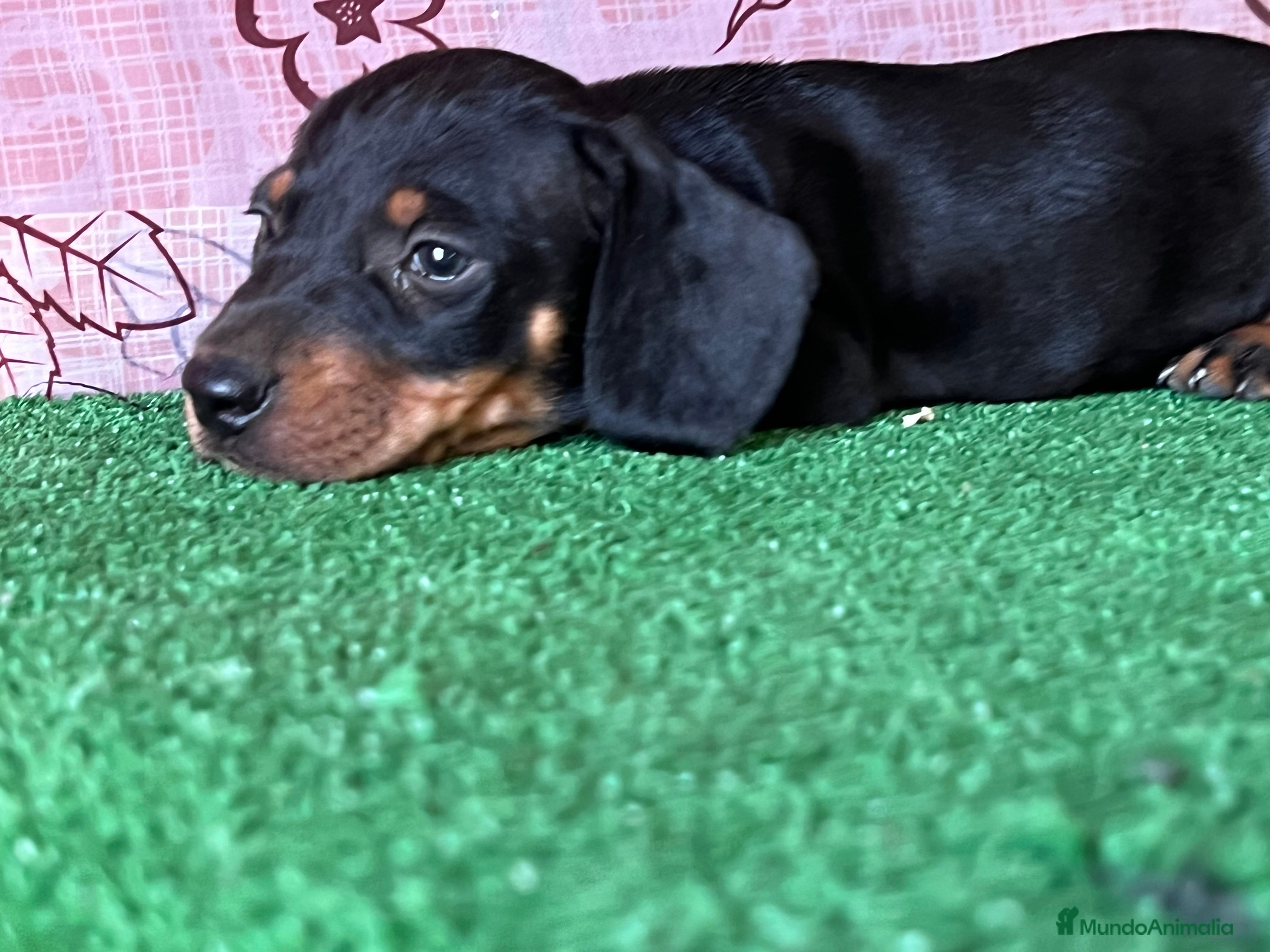 Teckel Miniatura perros Teckel miniatura pura raza  en Ciudad Real - Anuncio 2