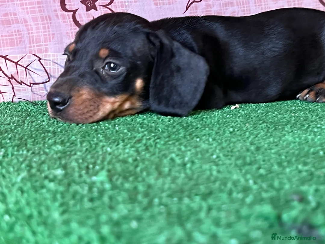 Teckel Miniatura perros en venta: Teckel miniatura pura raza  en Ciudad Real - Anuncio 2