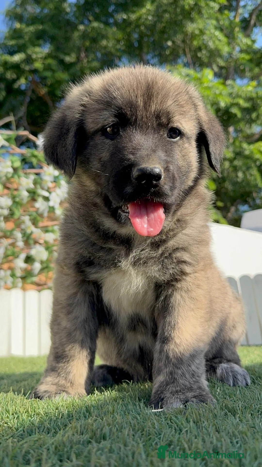 Mastín Español perros en venta: CAMADA MASTIN ESPAÑOL - Anuncio 40