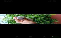 Chihuahua perros en venta: Chihuahua toy  - Imagen 4