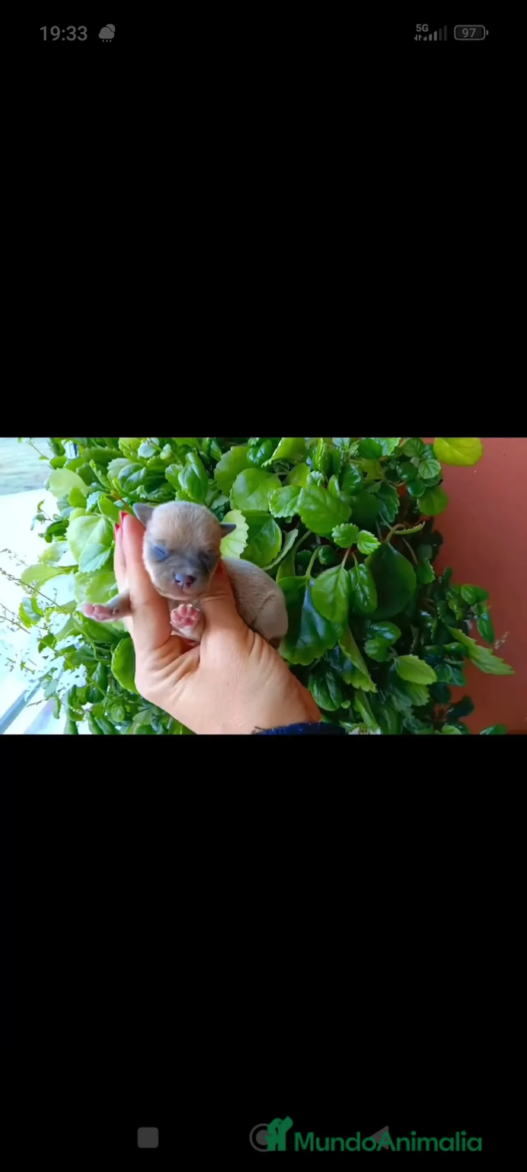 Chihuahua perros en venta: Chihuahua toy  - Anuncio 4