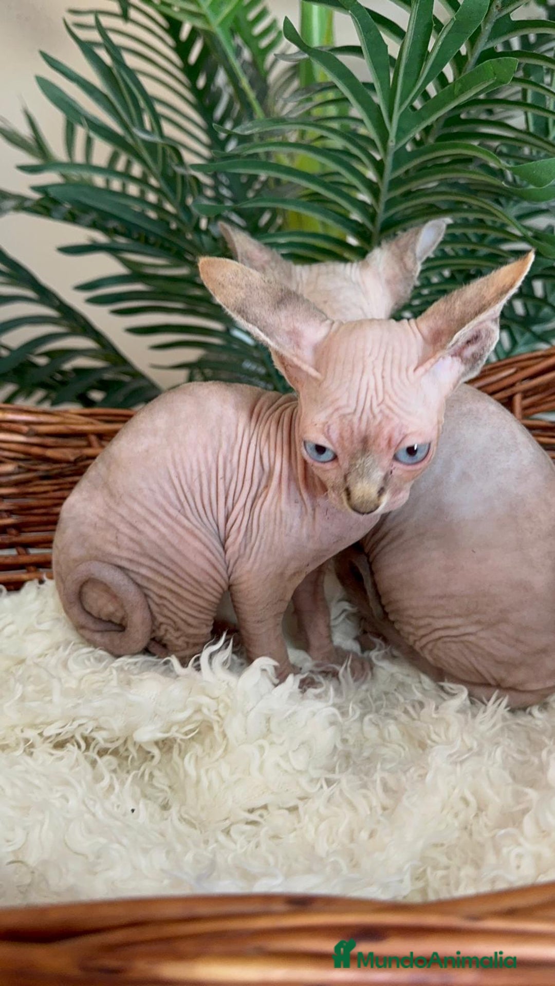 Sphynx gatos en venta: GATITAS SPHYNX - Anuncio 26
