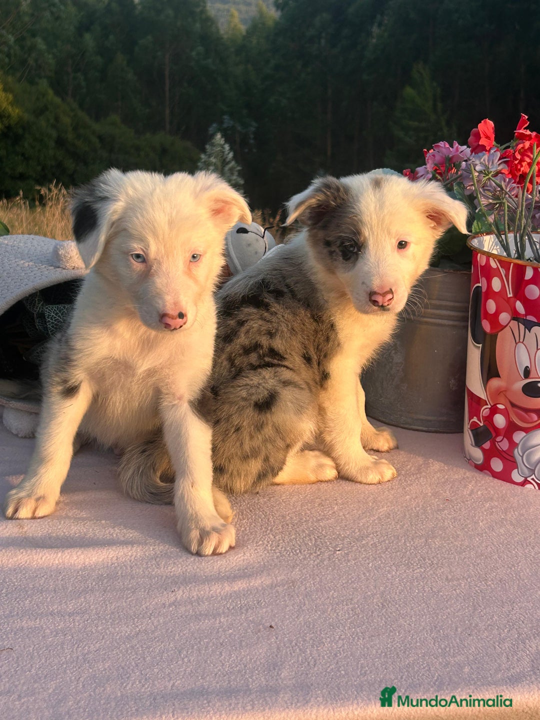 Border Collie perros en venta: Preciosa camada border collie. Todos los colores - Imagen 2