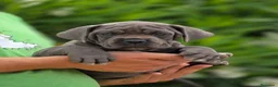 Cane Corso perros en venta: Cachorros de Cane Corso - Anuncio 9