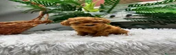Caniche Toy perros en venta: CANICHE TOY-MUY PEQUEÑITO - Anuncio 8