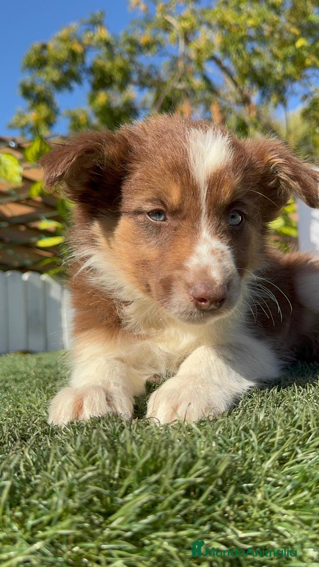 Border Collie perros en venta: BORDER COLLIE HEMBRA - Anuncio 8