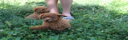 Caniche Toy perros en venta: Caniche Toy rojo  - Anuncio 5
