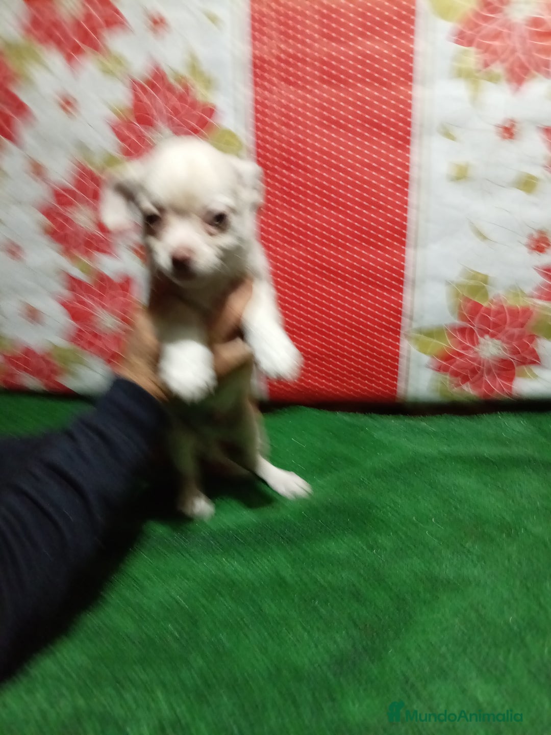 Chihuahua perros en venta: Chihuahua - Anuncio 5