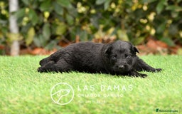 Pastor Alemán perros en venta: Pastor alemán disponibles - Imagen 7