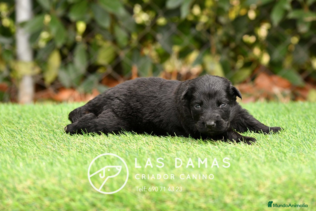 Pastor Alemán perros en venta: Pastor alemán disponibles - Imagen 7