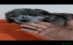 Caniche Toy perros en venta: Exclusivos caniche toy exóticos!!! - Imagen 5