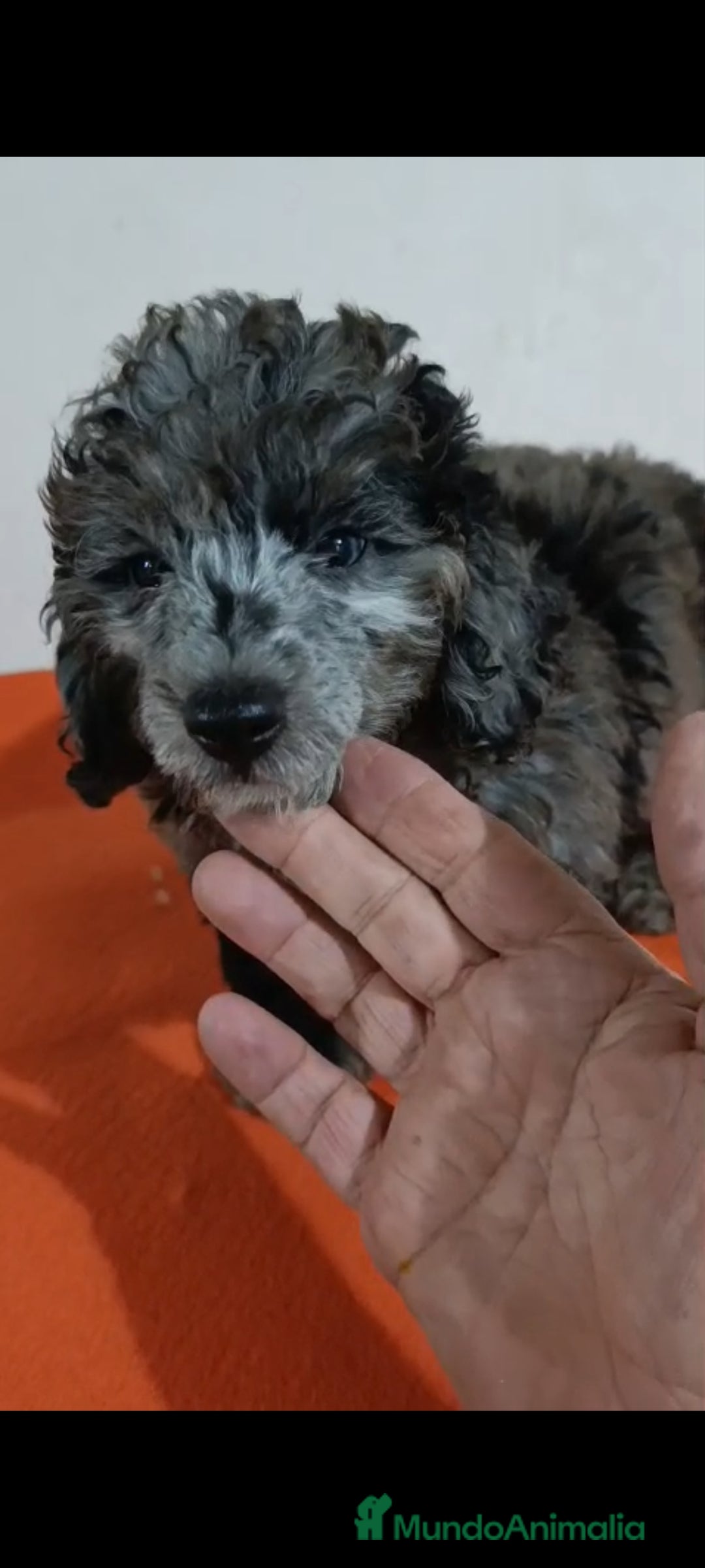 Caniche Toy perros en venta: Exclusivos caniche toy exóticos!!! - Imagen 5