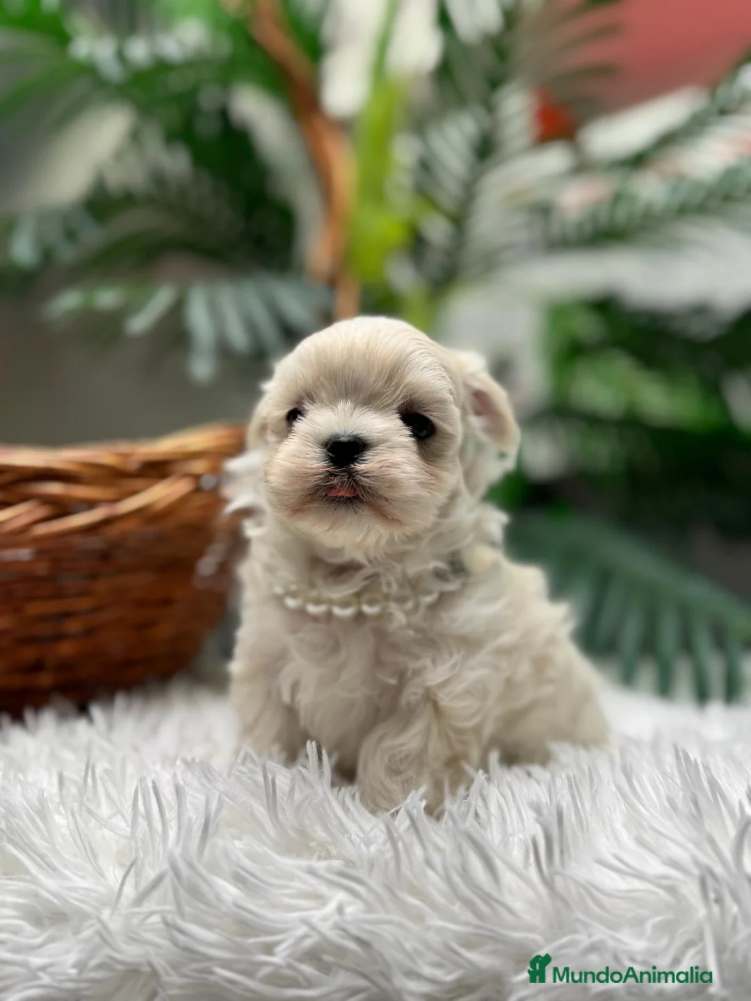 Bichón Maltés perros en venta: BICHON MALTES COREANO - Anuncio 4