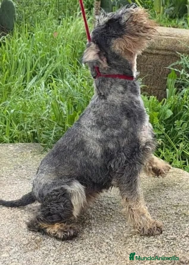 Schnauzer Miniatura perros Schnauzer mini sal y pimienta  - Anuncio 1