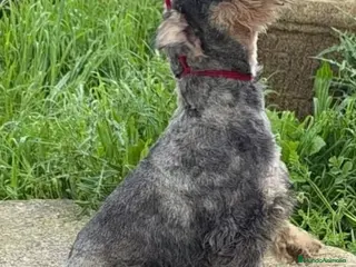 Schnauzer Miniatura perros Schnauzer mini sal y pimienta - Anuncio 2