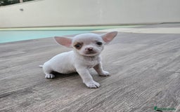 Chihuahua perros en venta: CHIHUAHUA HEMBRA - Imagen 4