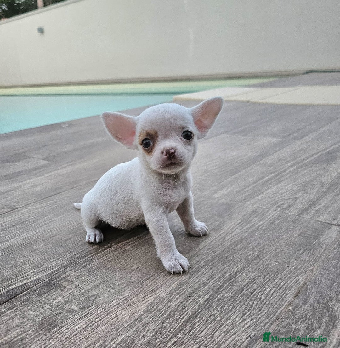 Chihuahua perros en venta: CHIHUAHUA HEMBRA - Imagen 4