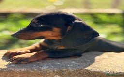 Teckel Miniatura perros en venta: Teckel negro fuego mini - Anuncio 2