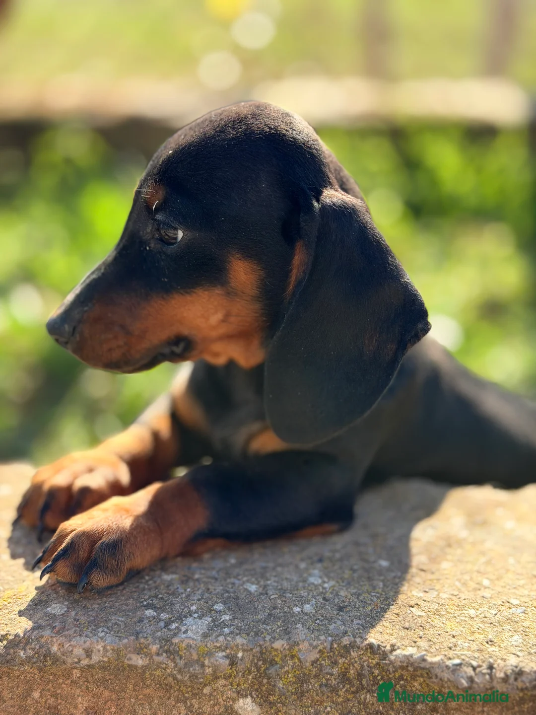 Teckel Miniatura perros en venta: Teckel negro fuego mini - Anuncio 2